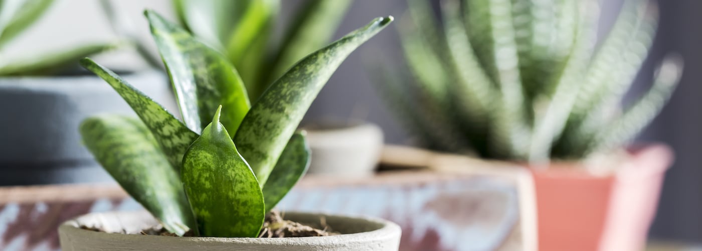 Top 6 Plants for Cleaning Indoor Air